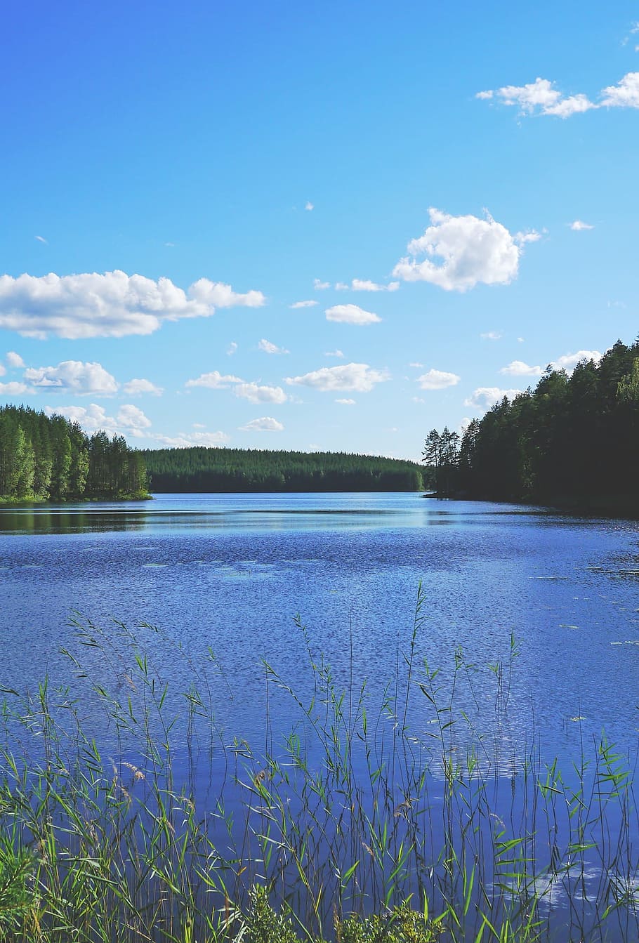 view, lake, river, water, nature, flow, wild, landscape, plant HD wallpaper