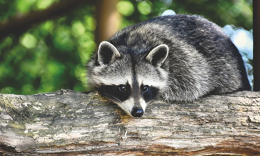 raccoon-wild-animal-furry-mammal.jpg