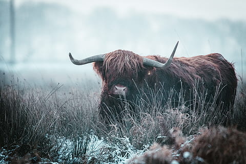 brown bull, cattle, mammal, cow, animal, longhorn, yak, ox, wildlife HD wallpaper