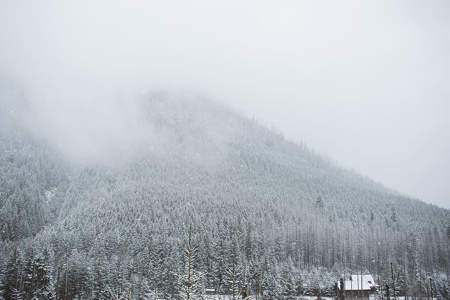 snow covered trees, nature, outdoors, weather, plant, fog, fir HD wallpaper