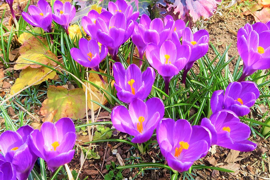 crocus, flower, spring, nature, purple, plant, color, beautiful HD wallpaper
