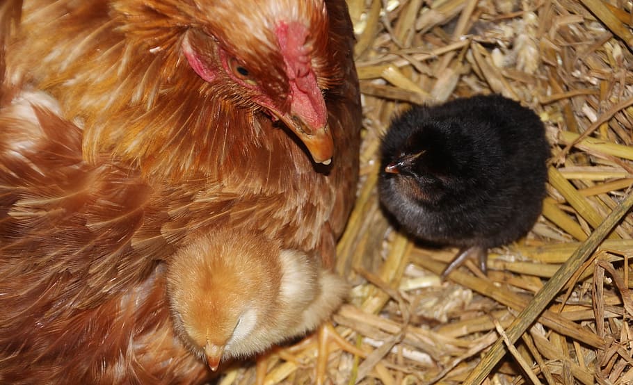 chick, chicken, rooster, bird, animal, wild, nature, farm, nest HD wallpaper