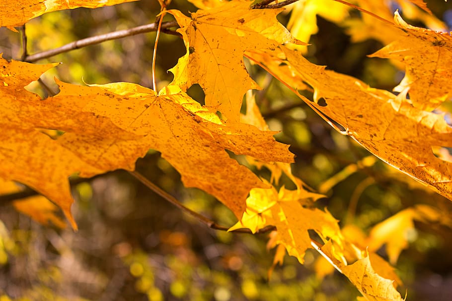 leaves, maple, autumn, tree, yellow, red, brown, nature, nature wallpapers HD wallpaper