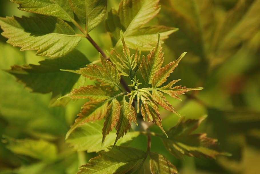 greenery, plants, leaf, nature, foliage, summer, texture, growth HD wallpaper