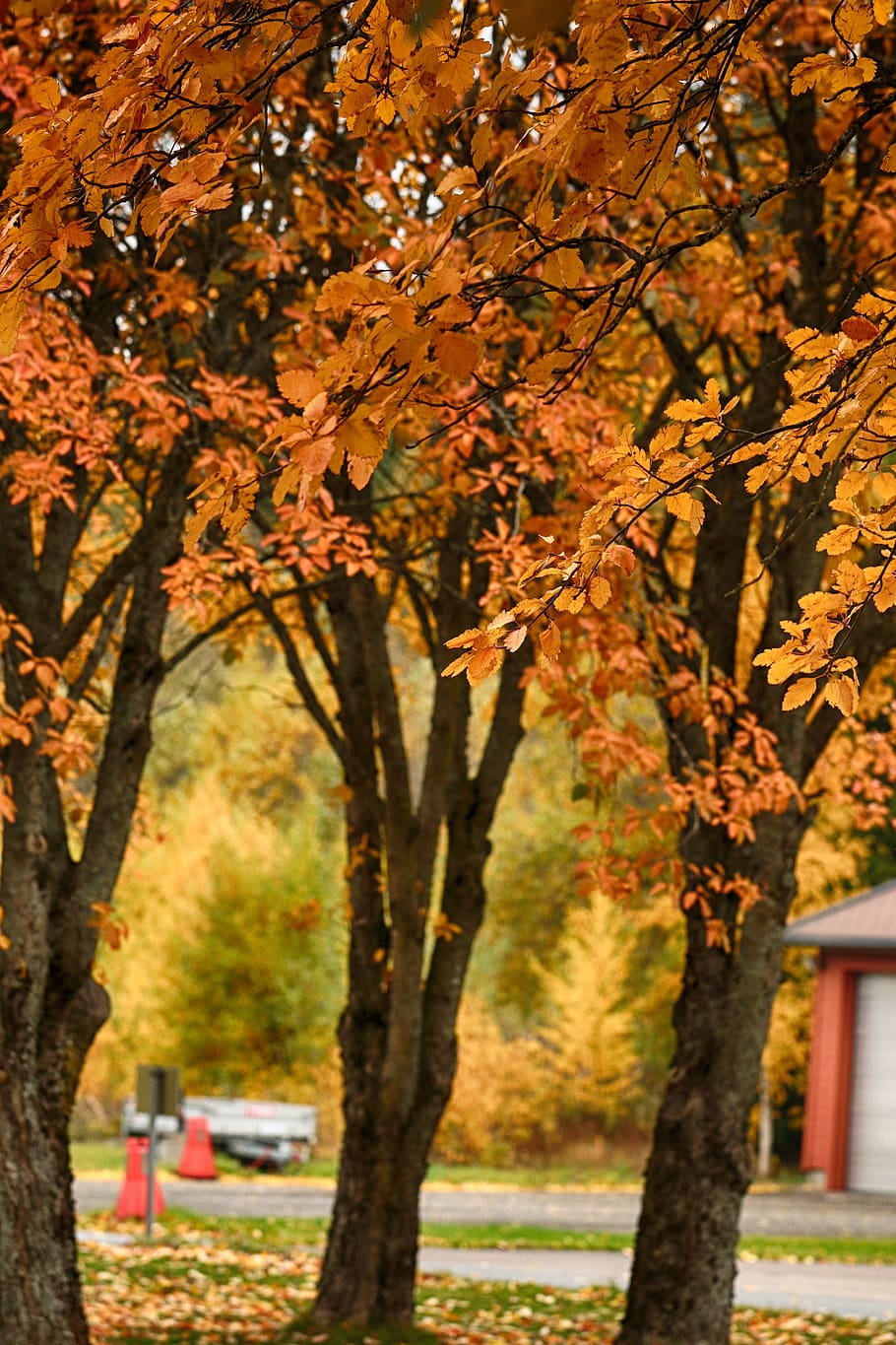 trees, fall, autumn, nature, leaves, plant, change, leaf, plant part HD wallpaper
