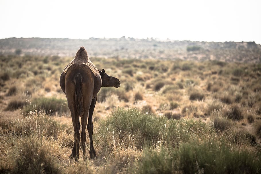 brown camel in desert, animal wildlife, animal themes, mammal HD wallpaper