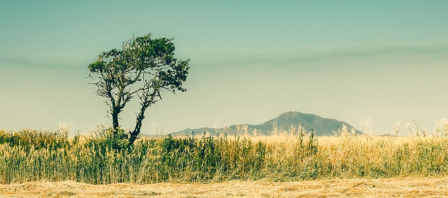 tree, landscape, nature, scenery, fields, summer, mazotos, cyprus HD wallpaper
