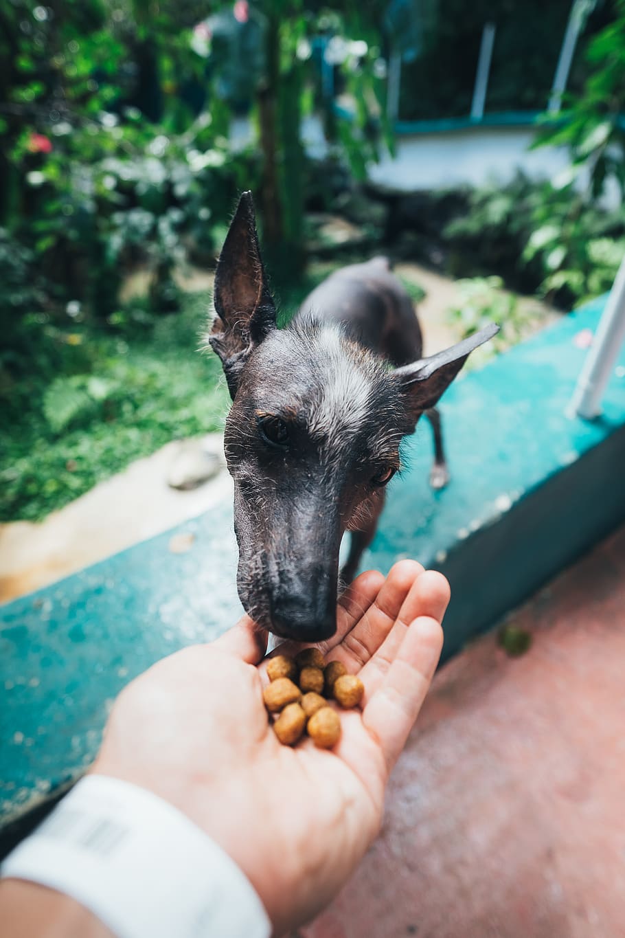 Photo of Person Feeding Dog Outside, animal, animal lover, animal photography