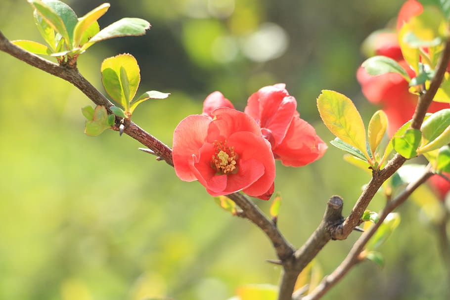 flower, summer, bloom, flora, garden, flowers, nature, blooming HD wallpaper