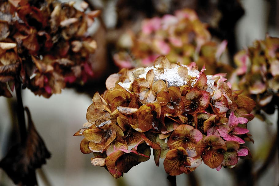 hydrangeas, winter, faded, snow, garden, ice, plant, hortensia HD wallpaper