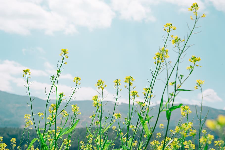 Yellow Rapeseed Field, bloom, blossom, bright, daytime, environment HD wallpaper