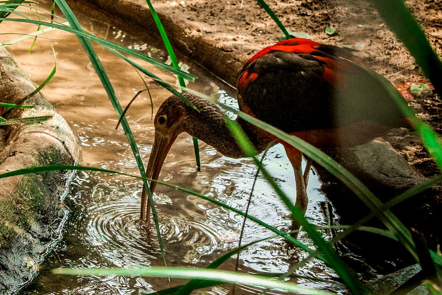 parque das aves, brazil, water, craft, crew, stream, adventure, HD wallpaper