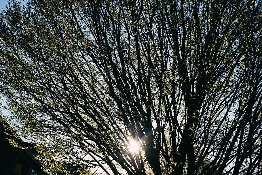 Morning sun shines through the tree, background, beam, beauty HD wallpaper