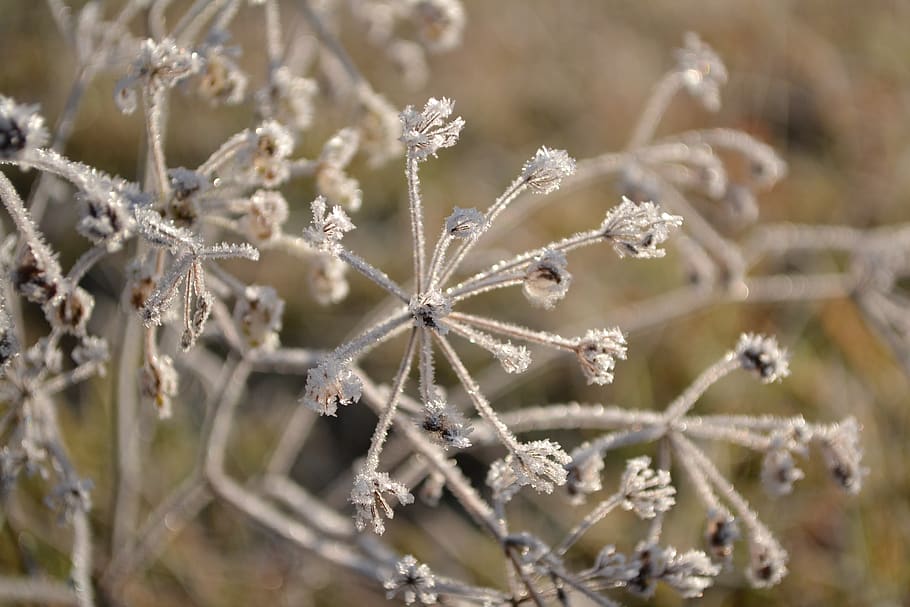 grass, frost, winter, brown, nature, rime, cold temperature HD wallpaper