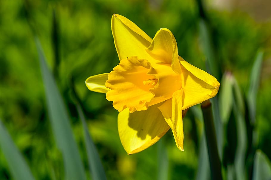 daffodil, yellow, close up, daffodils, spring, garden, bright HD wallpaper