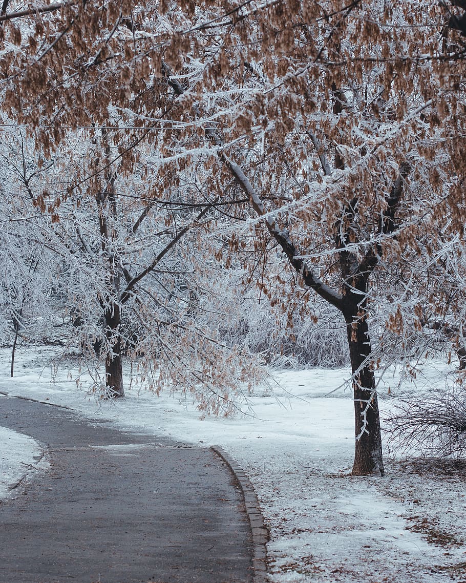 concrete road between trees during daytime, nature, outdoors HD wallpaper