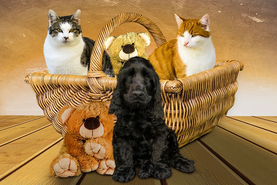 emotions, animals, dog, cat, basket, teddy, friends, teddy bear HD wallpaper