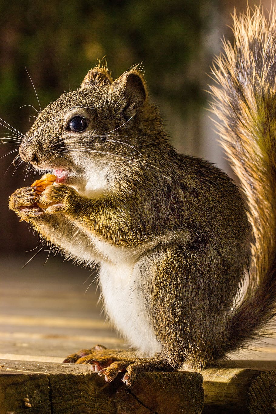 squirrel, eating, nature, brown, nut, wildlife, animal, animal themes HD wallpaper