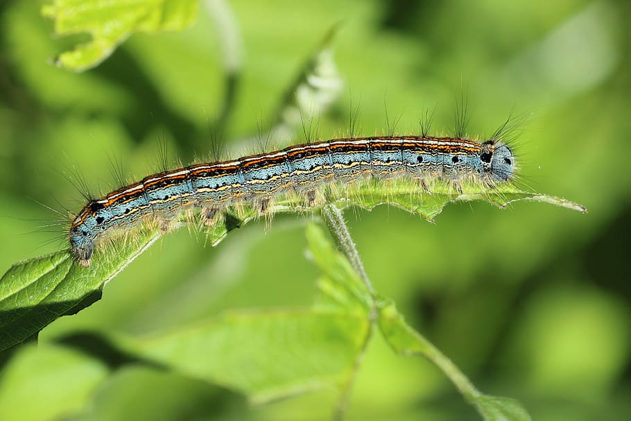 Green Black and Brown Caterpillar, close-up, insect, macro, worm HD wallpaper