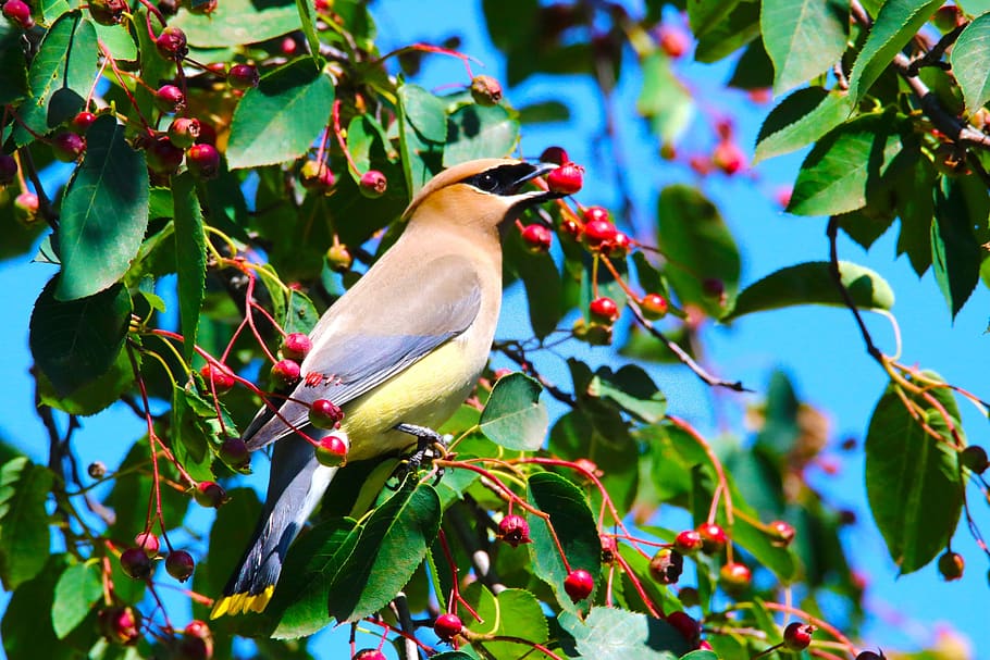 Brown and Gray Bird on Green Leaf Tree, berry, bloom, blossom HD wallpaper
