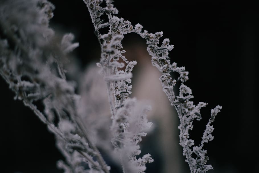 alberta, canada, beautiful, simple, frozen, grass, white, ice HD wallpaper