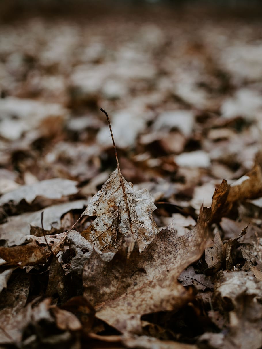 dried brown leaves, leaf, plant part, dry, selective focus, close-up HD wallpaper
