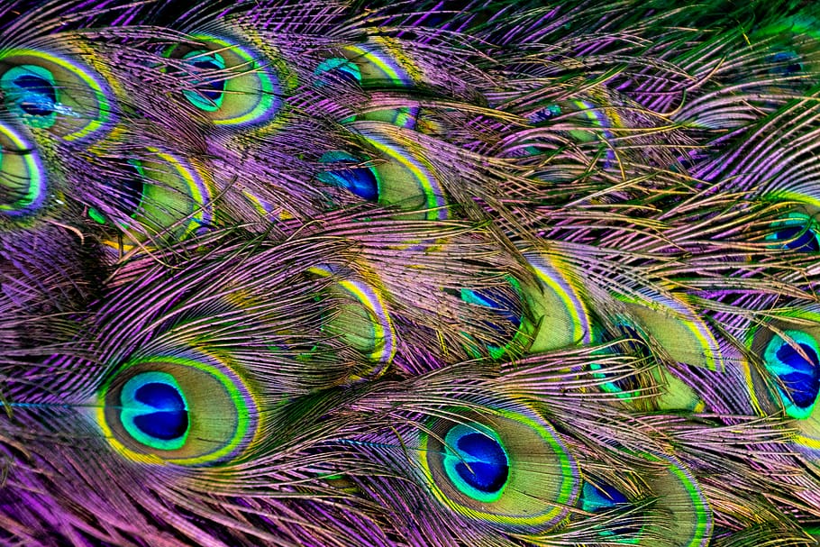 Green, Purple, and Blue Peacock Feather Digital Wallpaper, animal