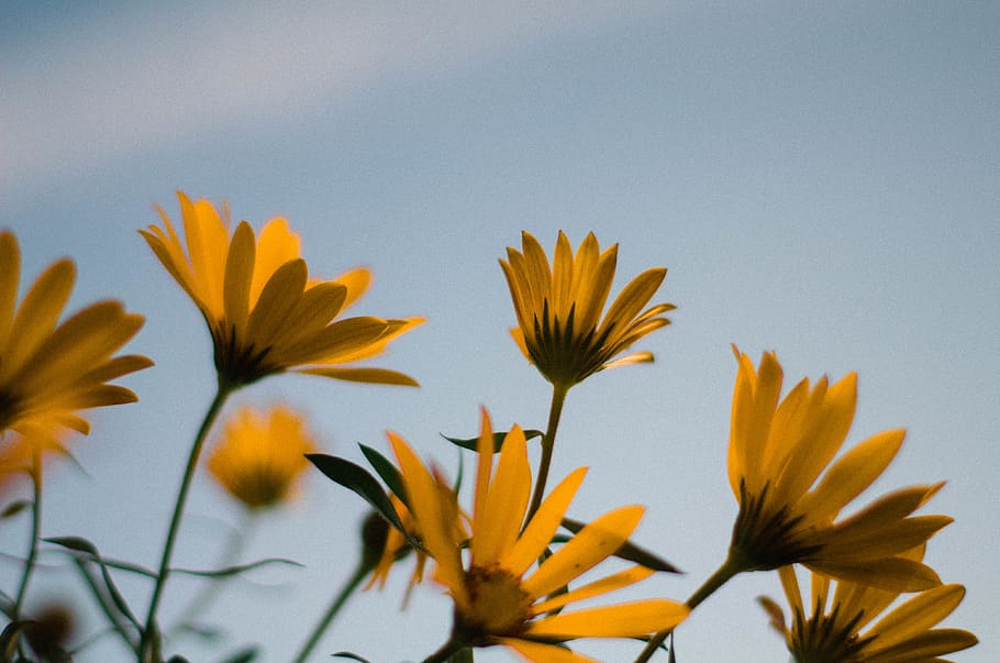 yellow petaled flower, plant, flora, treasure flower, blossom HD wallpaper