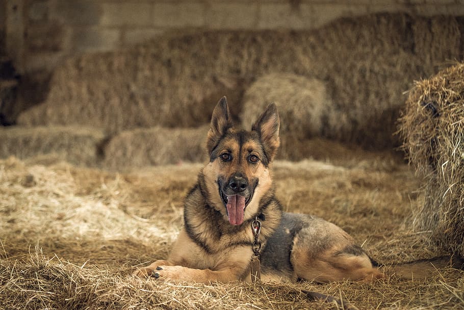 stable, dog, alsatian, animal themes, mammal, one animal, vertebrate HD wallpaper