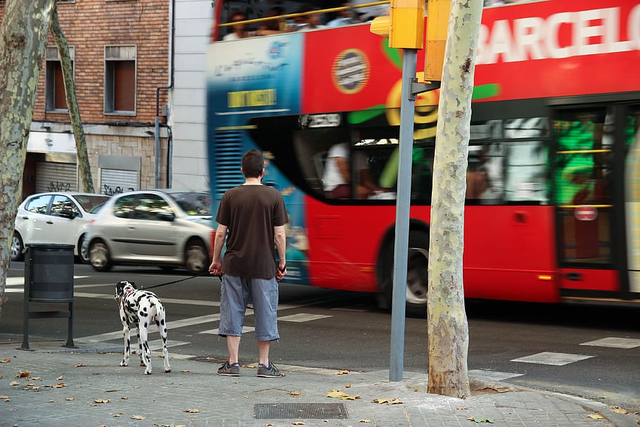 human, person, dog, bus, mammal, pet, animal, canine, vehicle HD wallpaper