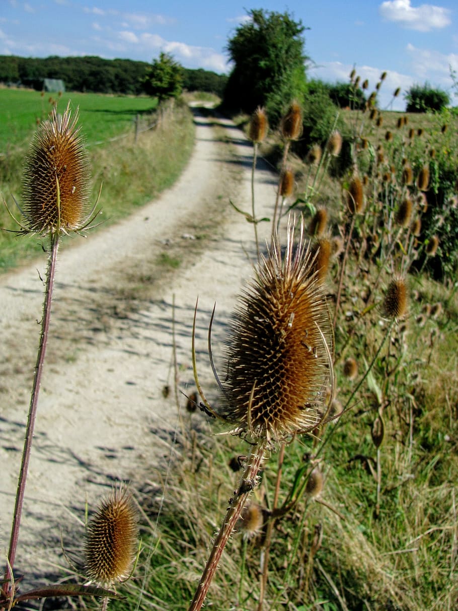 thistle, thorn, path, field, plant, nature, beauty in nature HD wallpaper