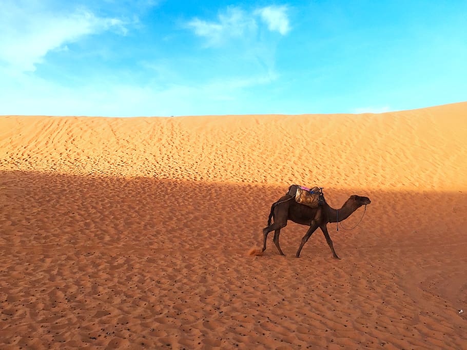 domestic animals, mammal, sand, animal themes, land, pets, sky HD wallpaper