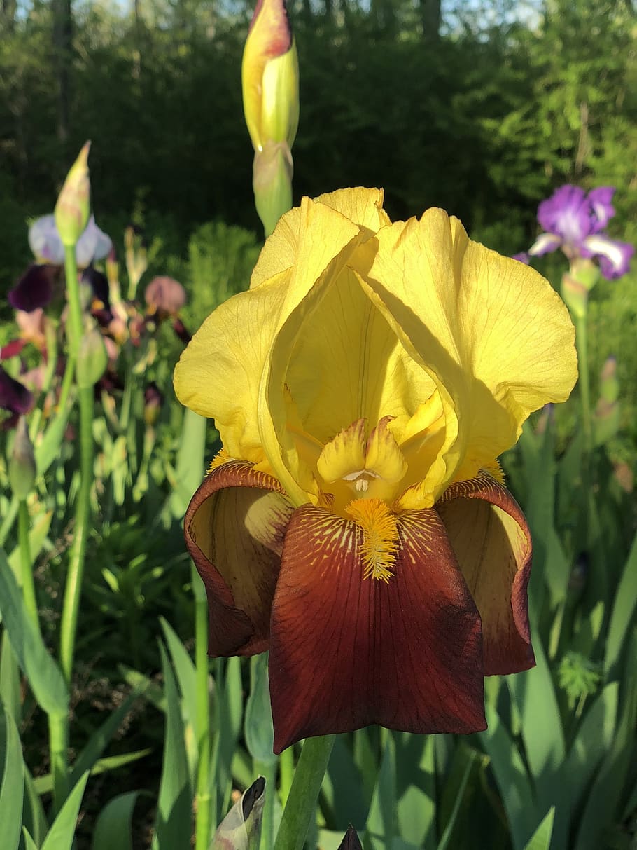 iris, bloom, spring, flower, flowering plant, fragility, vulnerability HD wallpaper