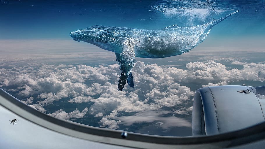 whale, hover, cloud, blue, aerial, fantasy, water, heaven, photoshop HD wallpaper