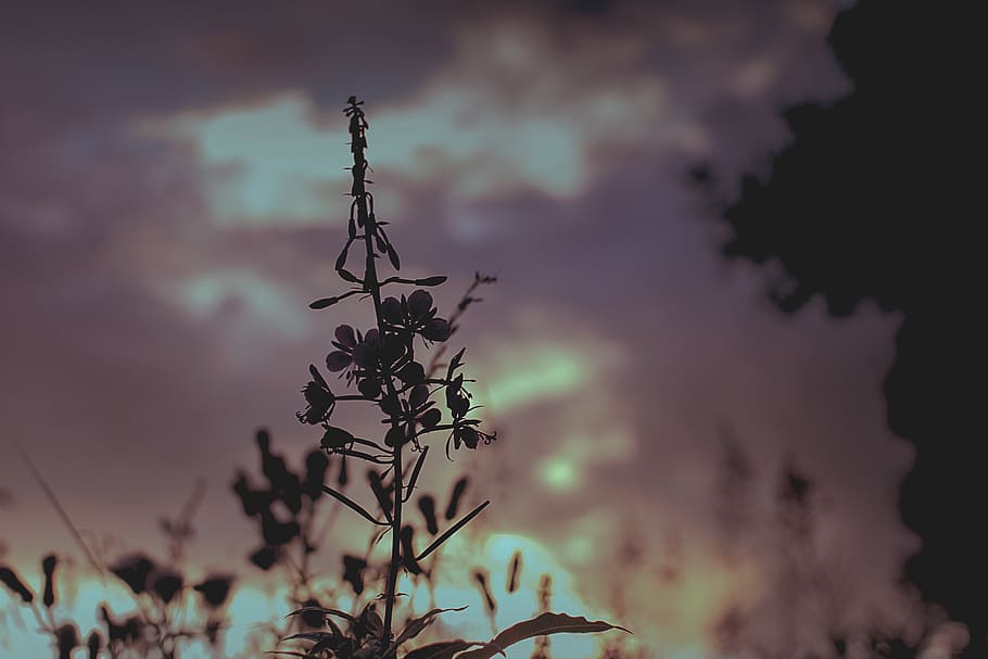 flower, dusk, silhouette, sunset, leaf, tree, clouds, sky, plant HD wallpaper