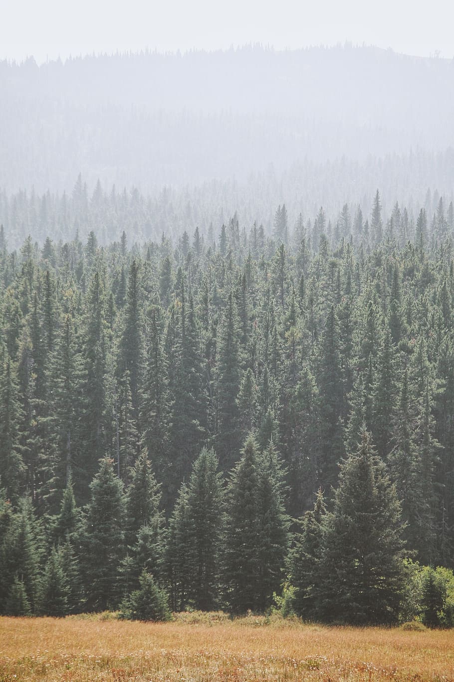 view of pine trees during daytime, plant, tranquil scene, beauty in nature HD wallpaper