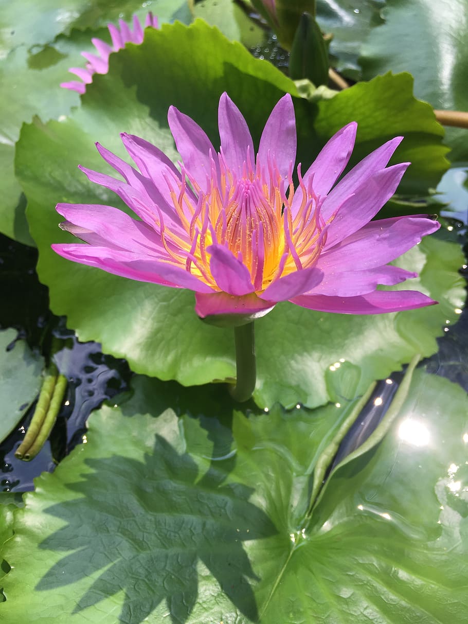 shadow, flower, green, pond, nature, bloom, fantasy, pink, wellness HD wallpaper