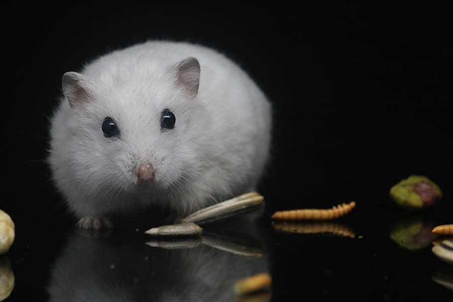 hamster, pets, small animals, animal themes, mammal, one animal HD wallpaper