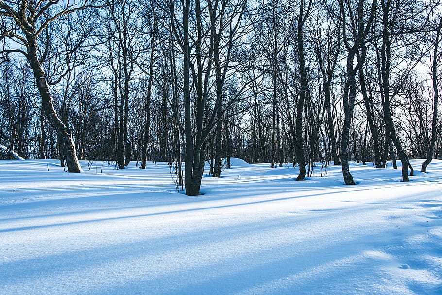 tree covered with snow, nature, outdoors, plant, landscape, scenery HD wallpaper