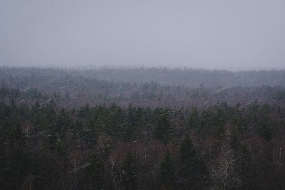 green pine tress across foggy horizons, nature, weather, outdoors