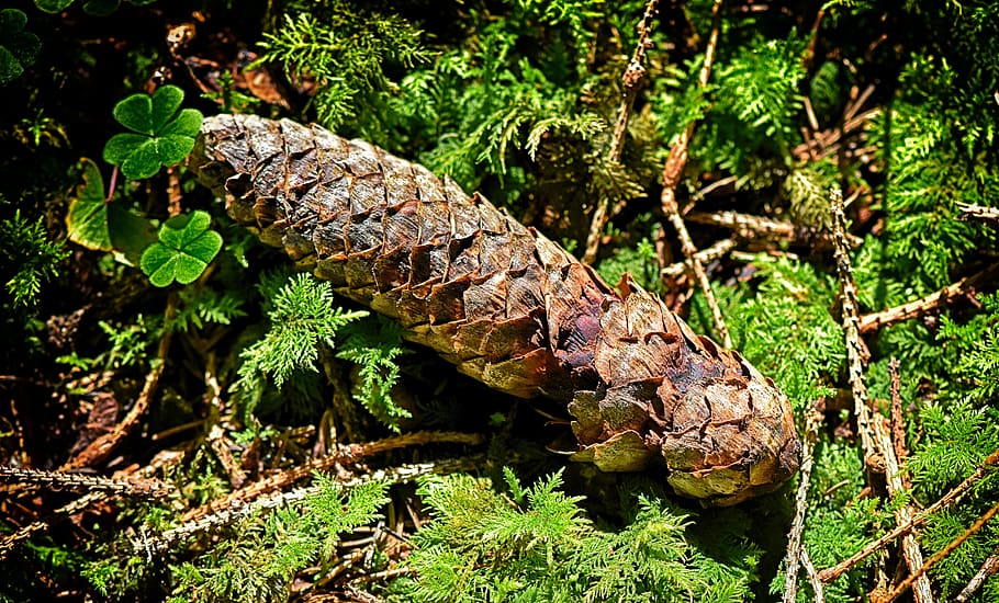 pine cones, nature, forest, tap, of course, wood, brown, animal wildlife HD wallpaper