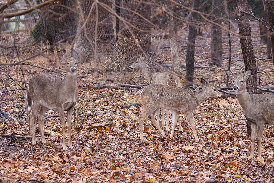 animal themes, animals in the wild, animal wildlife, mammal HD wallpaper