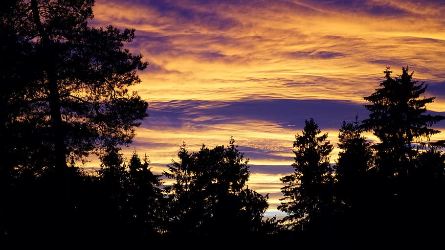 afternoon, skies, clouds, sunset, the evening, tree, plant HD wallpaper