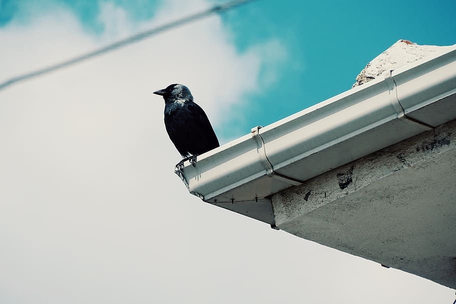 animal, nature, sky, cloud, crow, bird, animal themes, vertebrate HD wallpaper