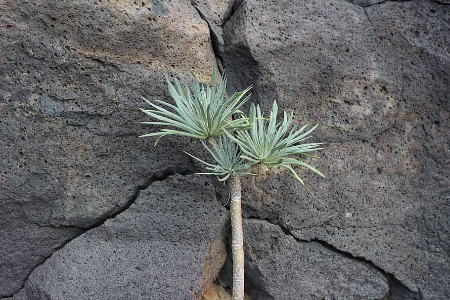 dragon tree, las islas, la palma, nature, rare, nature conservancy HD wallpaper