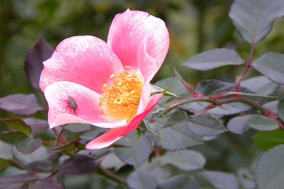 flowers, floral, pink, bug, flowering plant, beauty in nature HD wallpaper