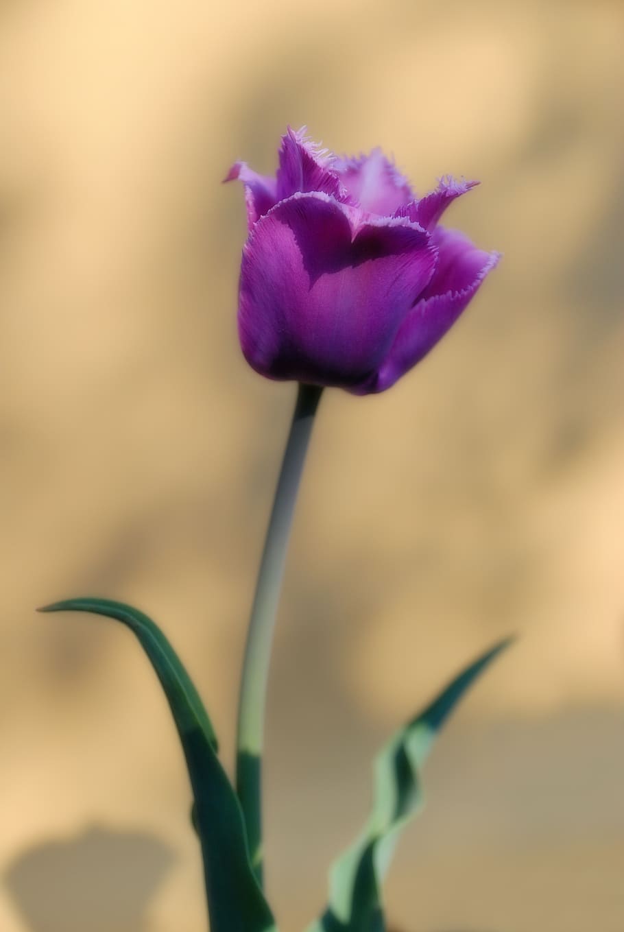 violet, tulip, flower, flowering plant, beauty in nature, fragility HD wallpaper