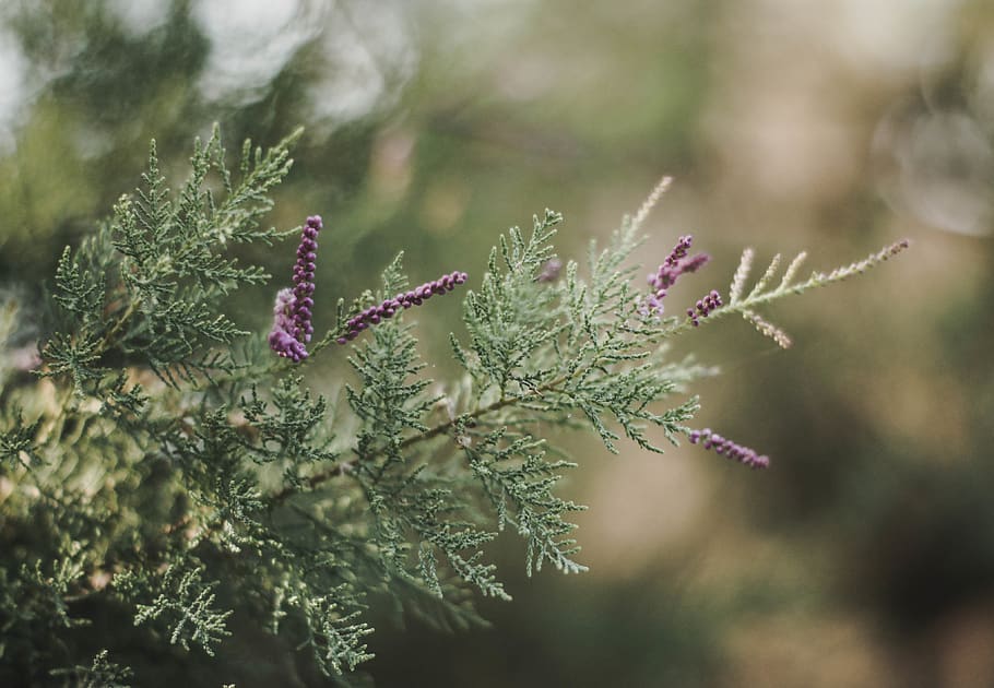 green-grass, plant, growth, beauty in nature, close-up, focus on foreground HD wallpaper