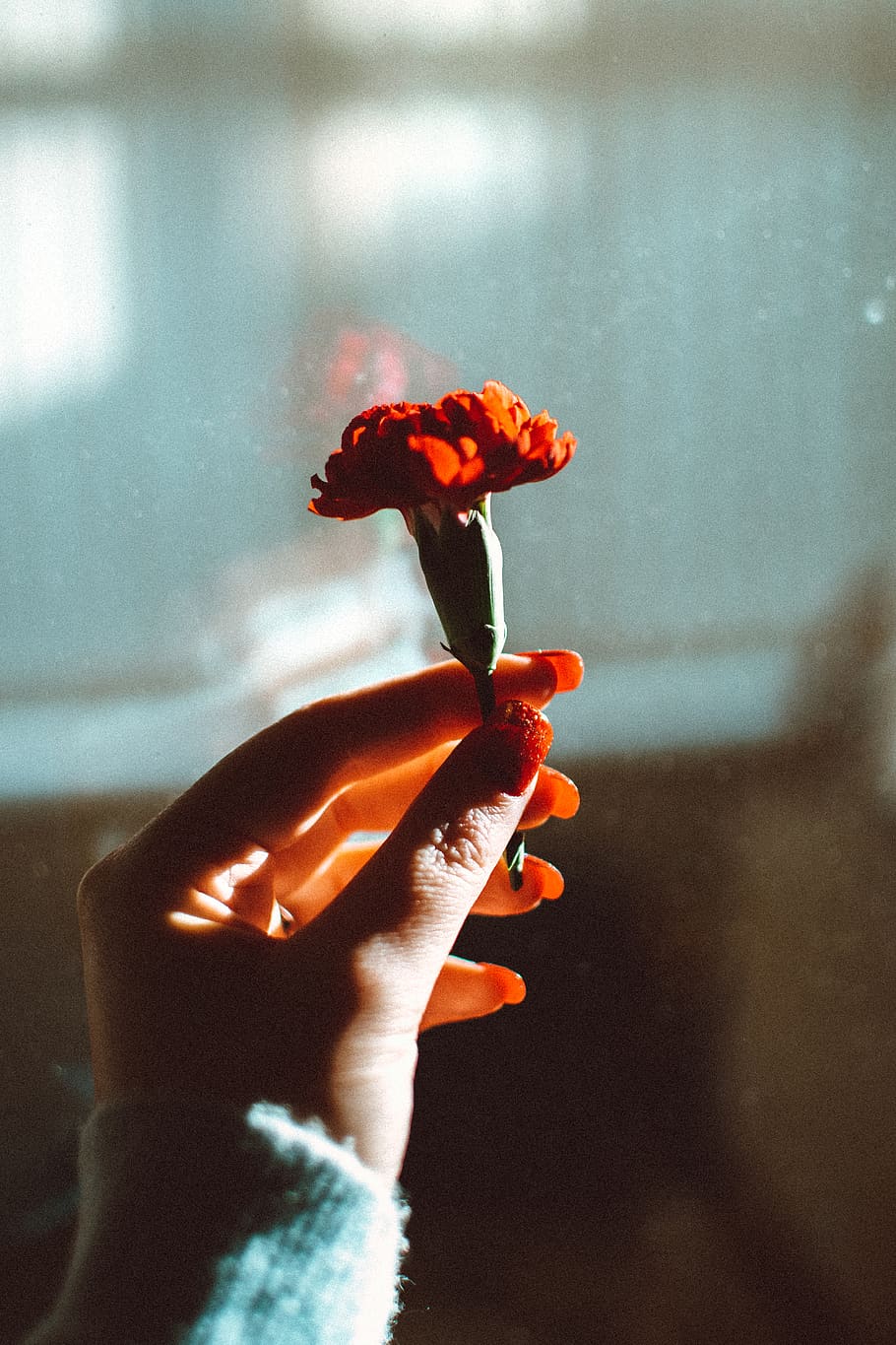 Red-petaled Flower, bloom, blooming, blossom, blurred background HD wallpaper