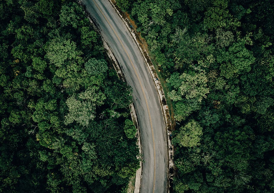 empty highway, plant, green color, tree, no people, growth, day HD wallpaper